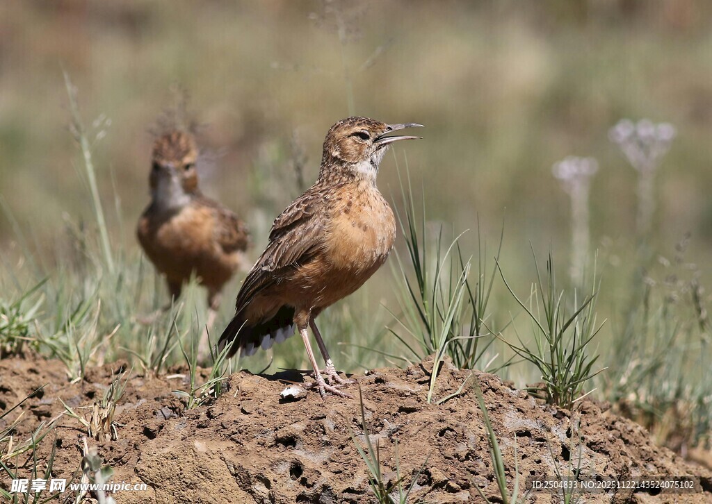 田野中的两只小鸟