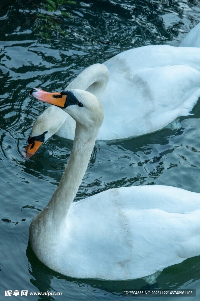 水中双天鹅优雅 弋