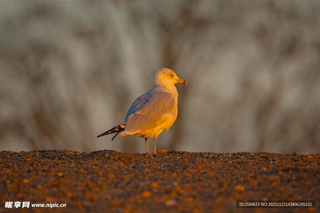 站在地面的黄灰相间小鸟