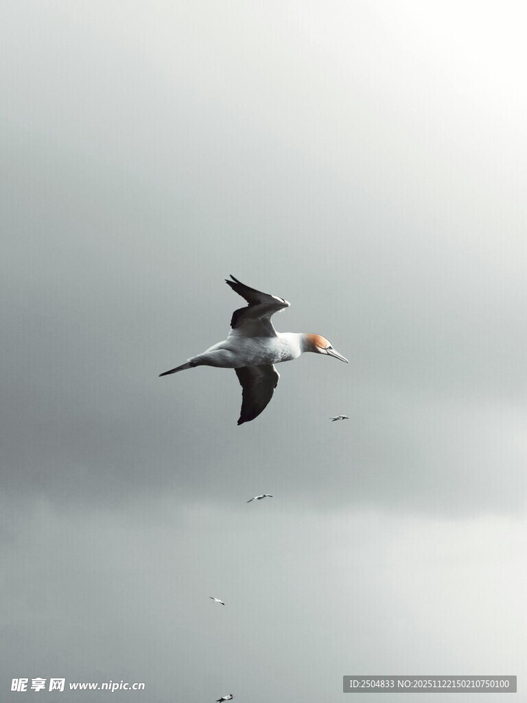 天空中飞翔的黑白海鸟