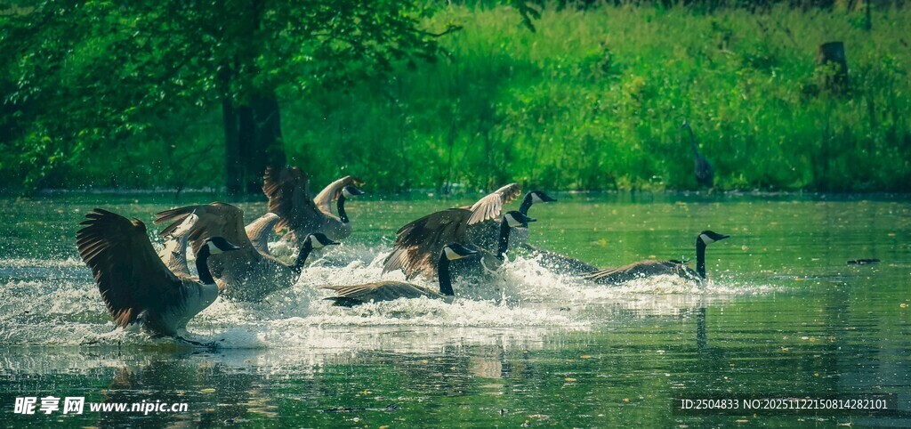 群鸟于湖面嬉戏的瞬间