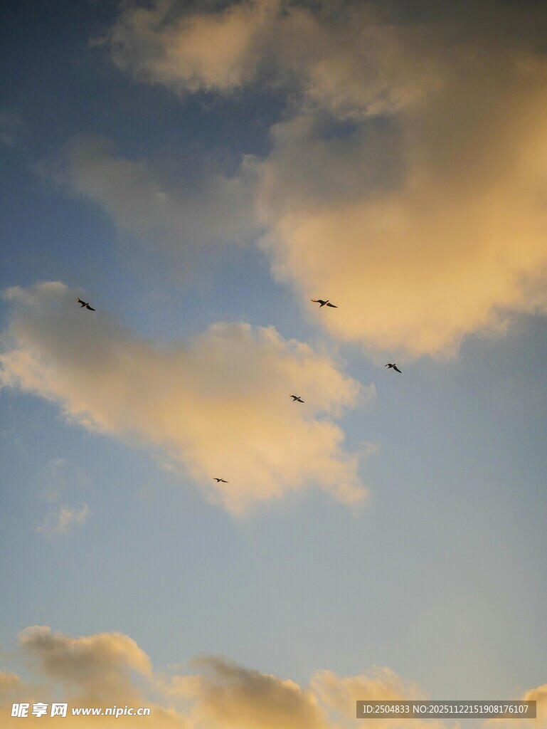 天空中飞翔的鸟儿与云彩