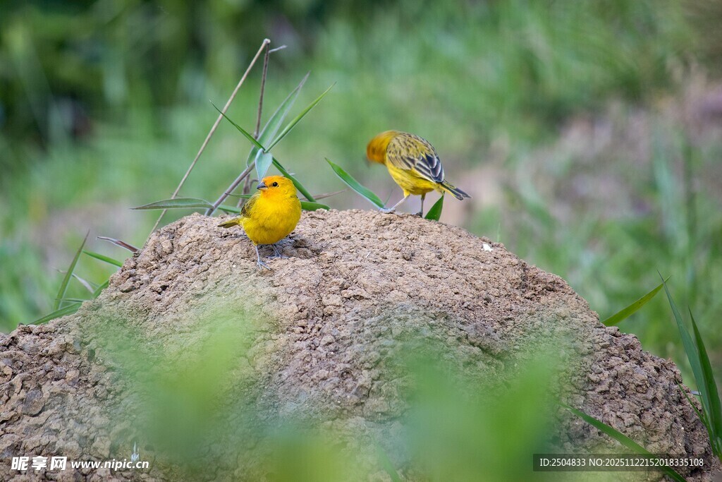 土堆上的两只色彩鲜艳小鸟