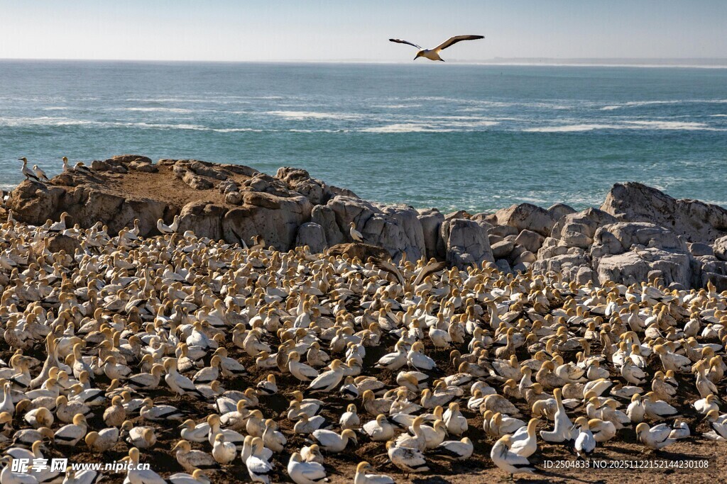 海边群鸟聚集的壮观景象