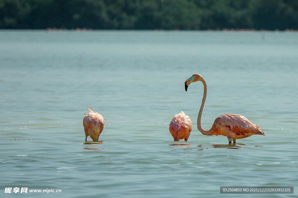 水中漫步的三只火烈鸟