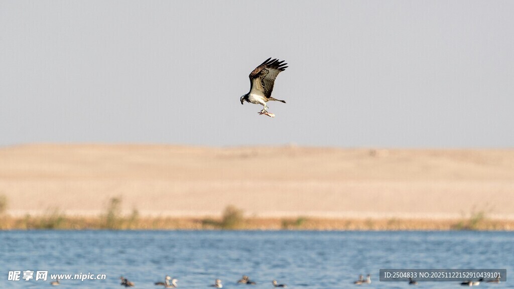雄鹰翱翔于蓝色水域之上