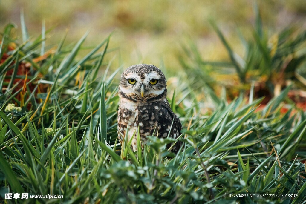 草丛中的可爱小猫头鹰