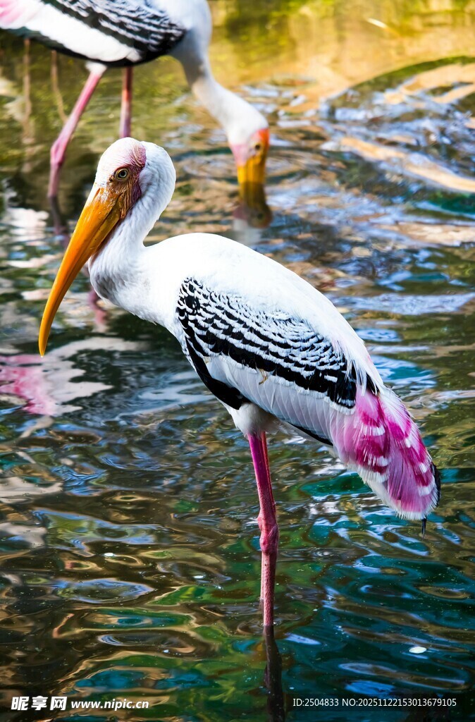 水中彩羽鹈鹕优雅身姿