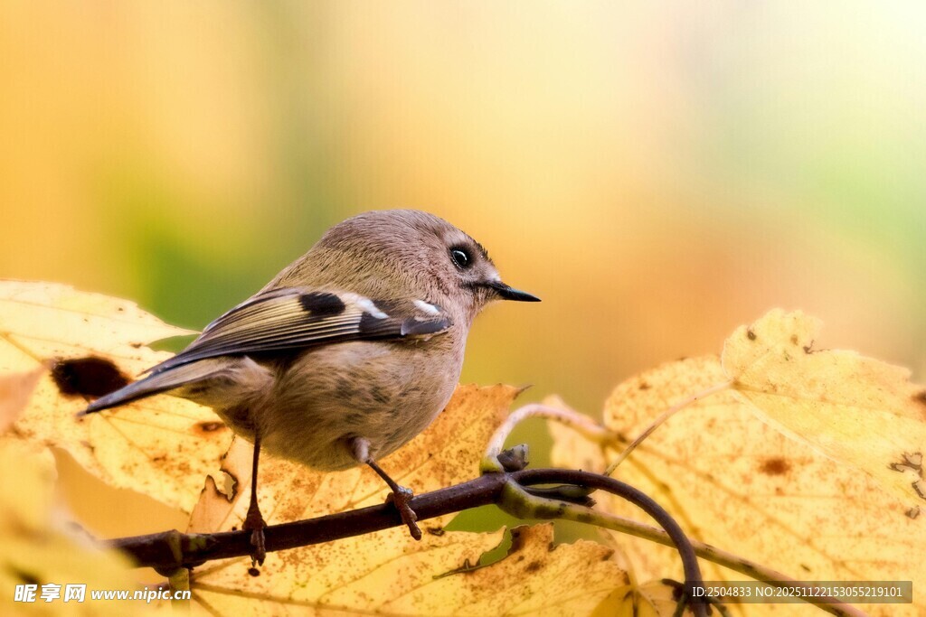 秋日枝头小鸟