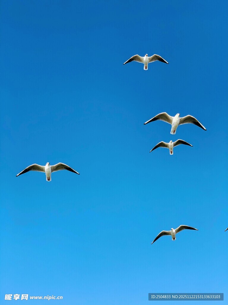 蓝天翱翔的成群飞鸟
