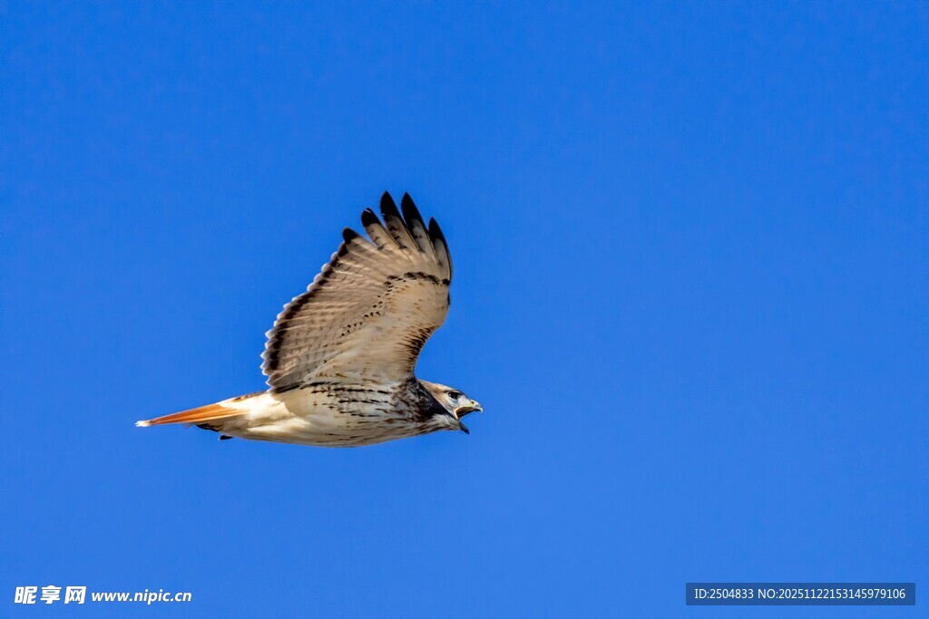 翱翔蓝天的鹰