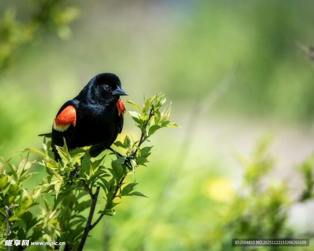 枝头黑羽红斑小鸟