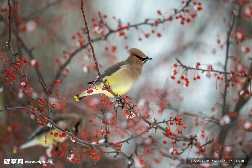 雪中红枝上的太平鸟