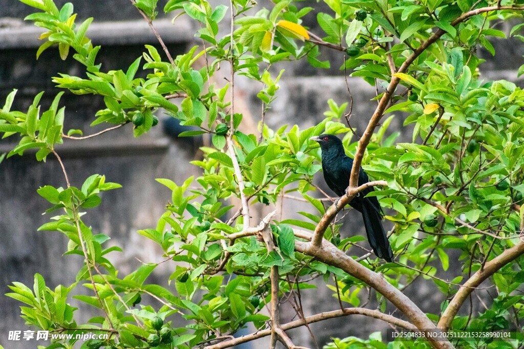枝头绿鸟栖于繁茂枝叶间