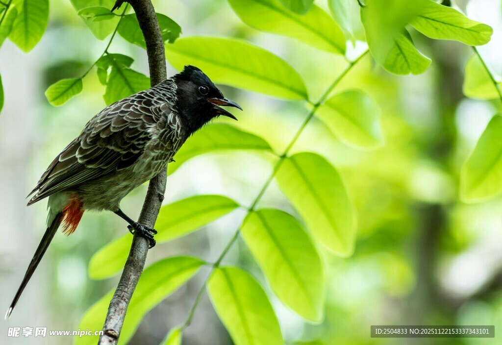 枝头鸣叫的多彩小鸟