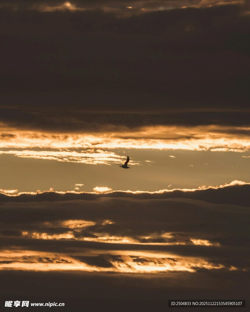 夕阳下飞鸟翱翔天际
