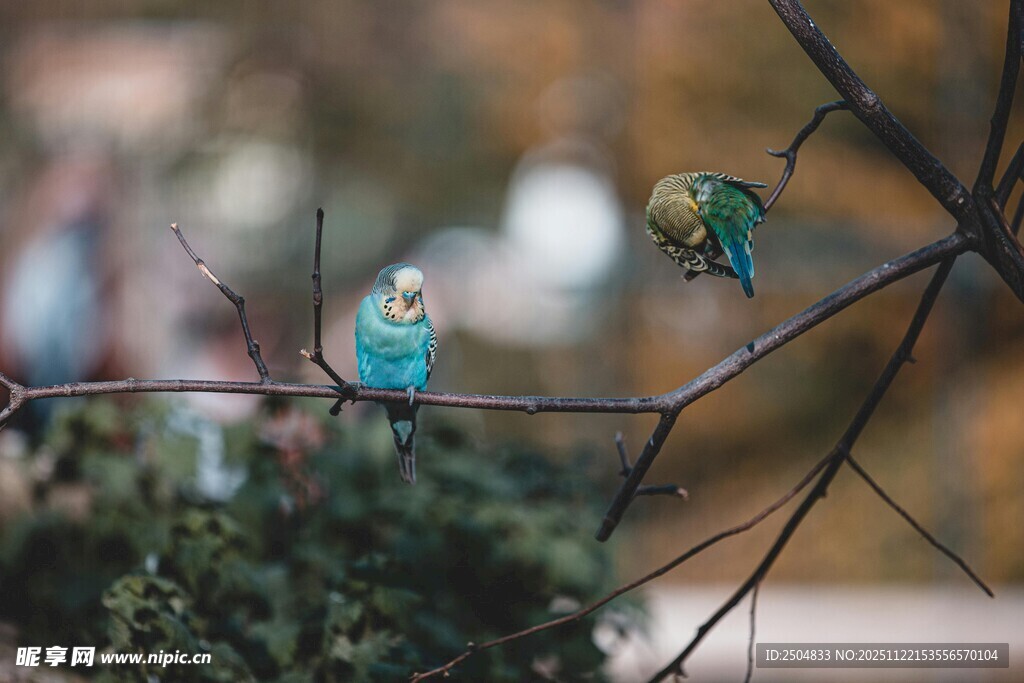 枝头双鹦鹉