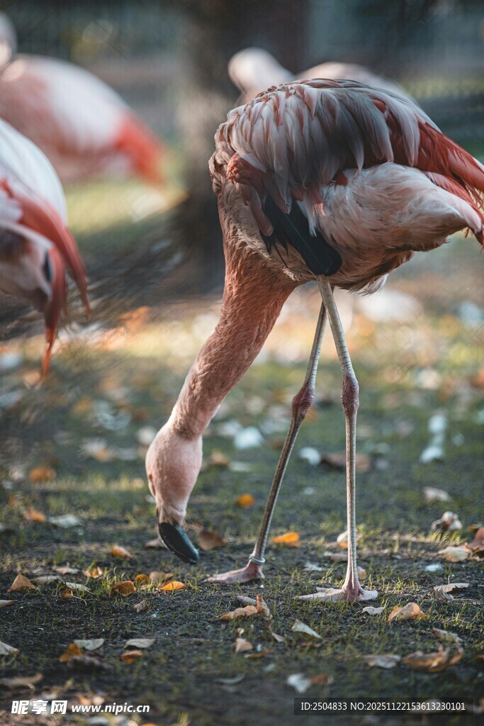 火烈鸟低头觅食姿态优雅