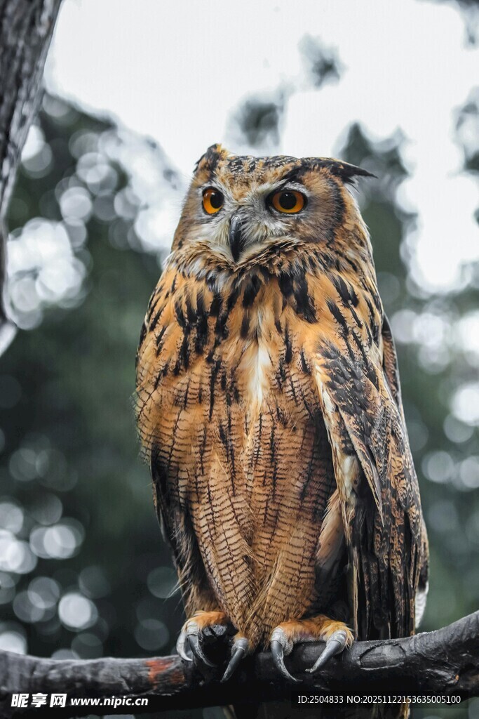树枝上的猫头鹰