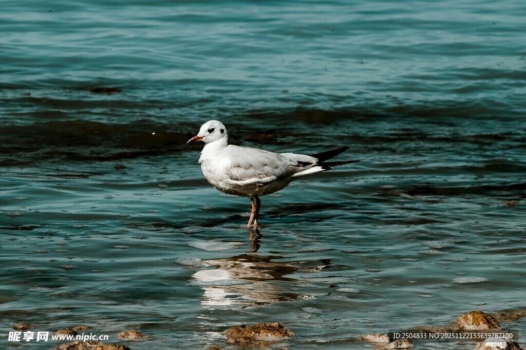 海边独站的海鸥