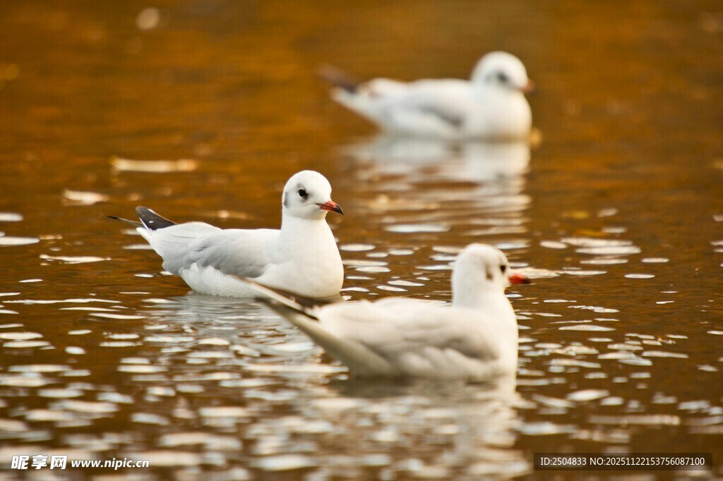 水面上的几只白色鸥鸟