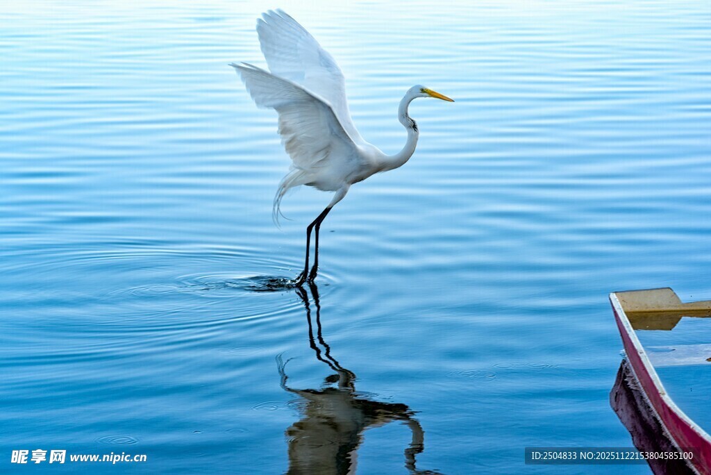 白鹭于水面优雅展翅