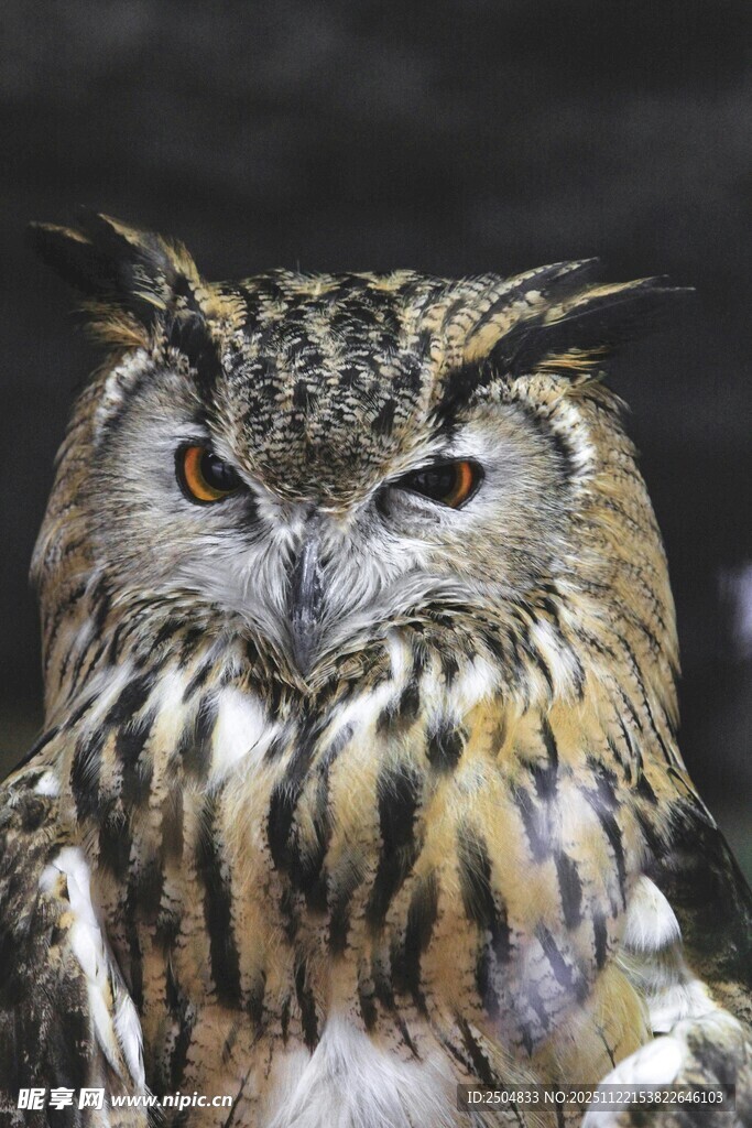 威严猫头鹰特写