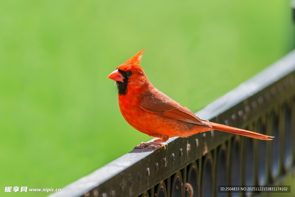 红衣主教鸟栖息围栏边