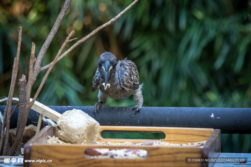 小鸟于木台啄食种子