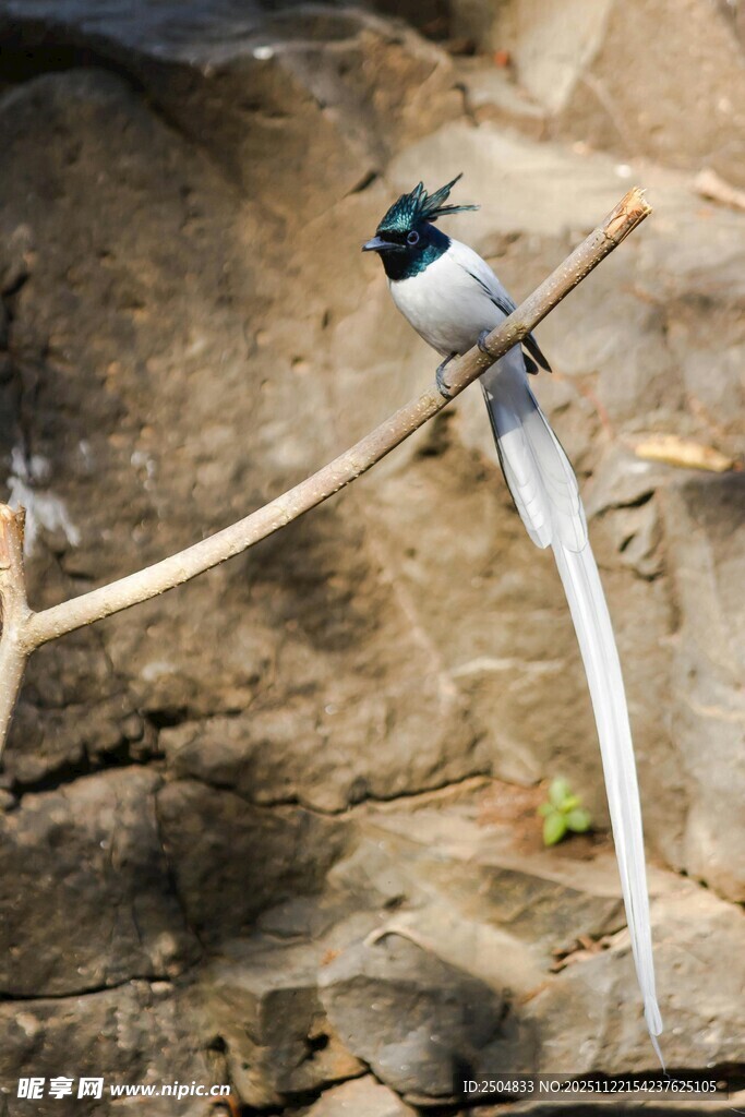 长尾鸟栖息于岩石树枝间