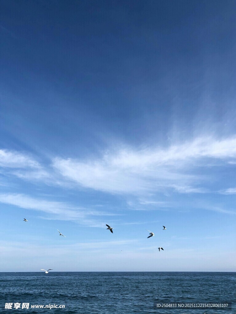 蓝天碧海间飞鸟翱翔