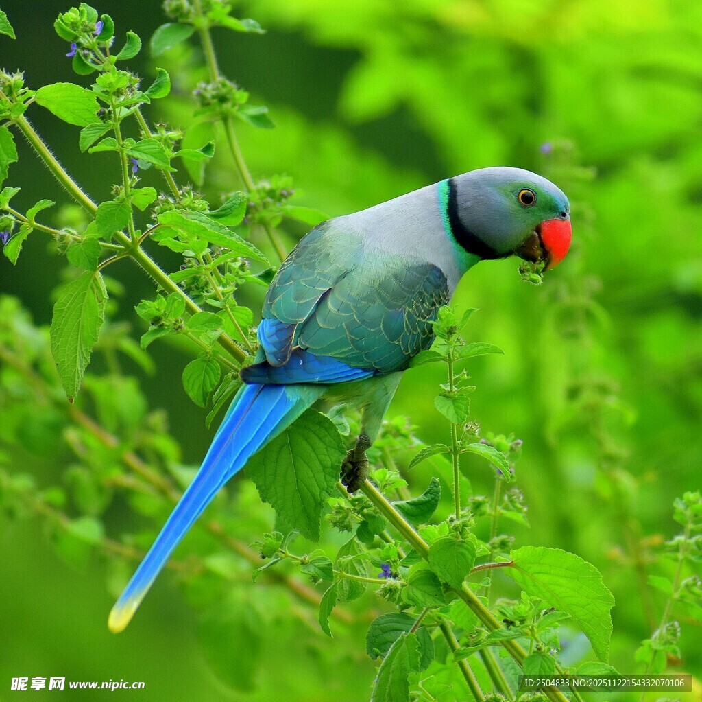 枝头的蓝尾绿羽鹦鹉