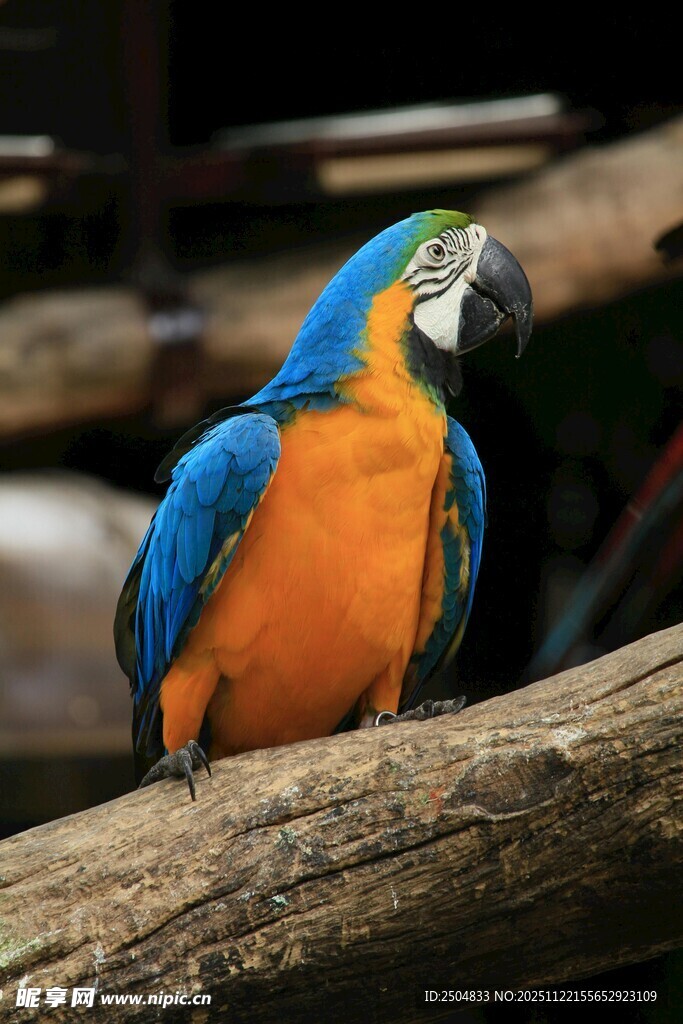 蓝黄鹦鹉栖息于树枝上