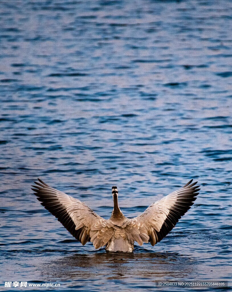 海鸥于海面展翅