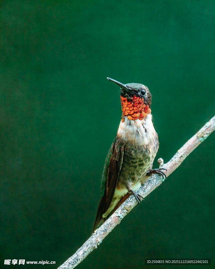 栖息枝头的多彩蜂鸟
