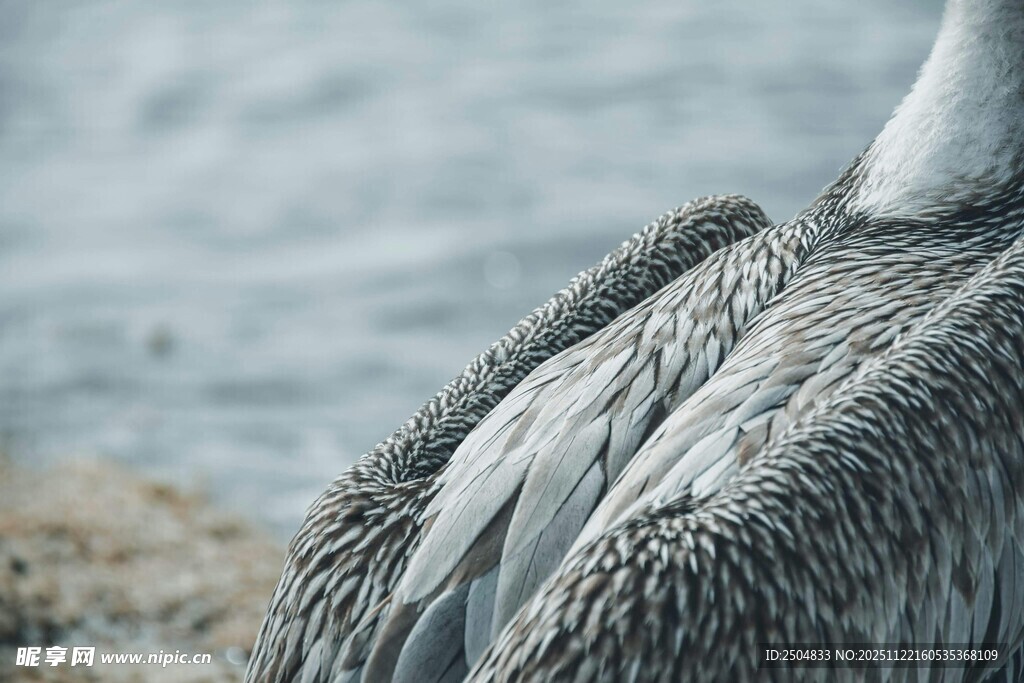 鹈鹕背部特写