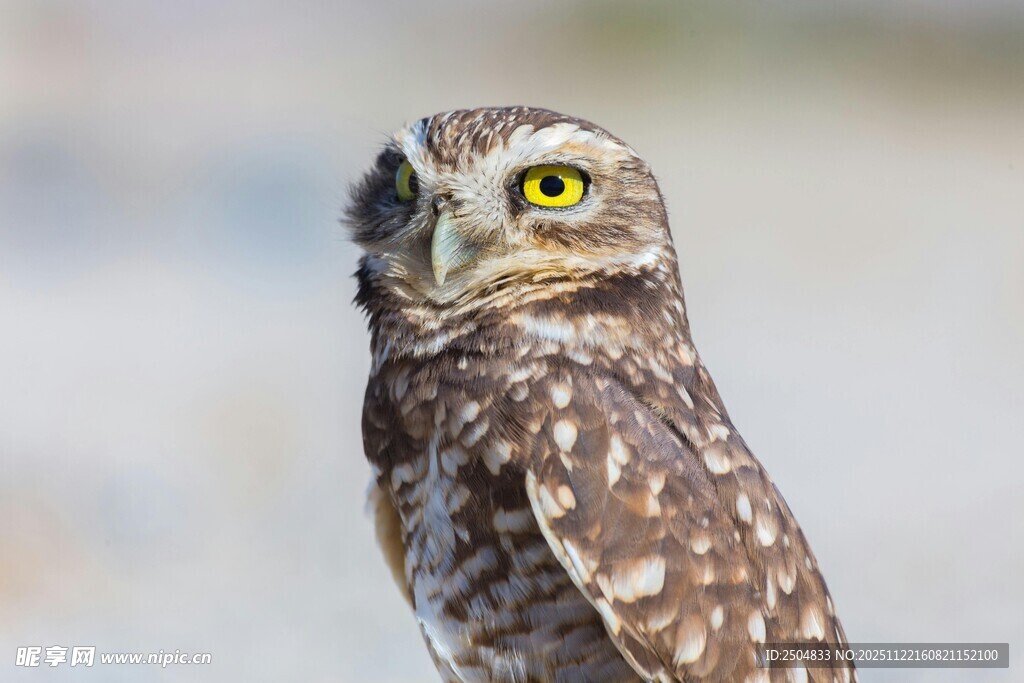 呆萌 居猫头鹰特写