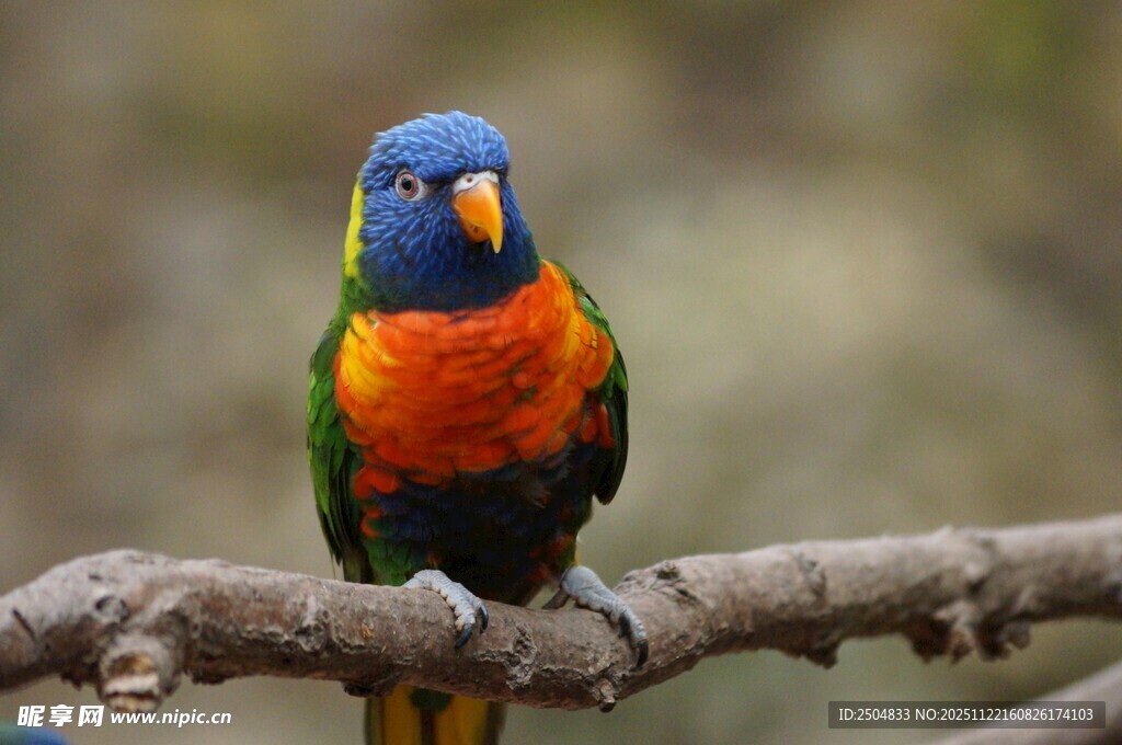 多彩鹦鹉栖息于枝头