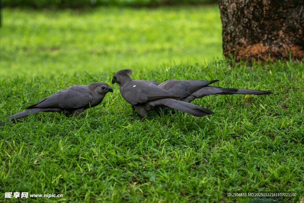草地上的几只鸽子