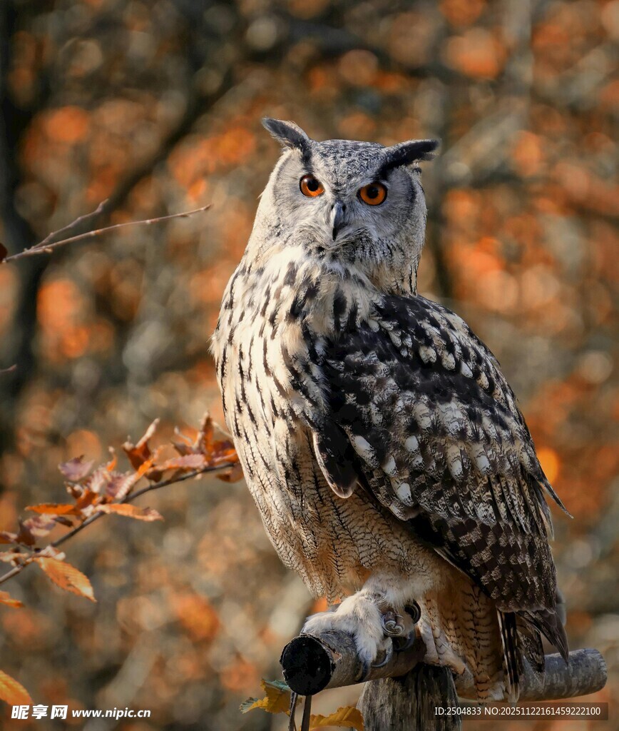 栖息枝头的猫头鹰