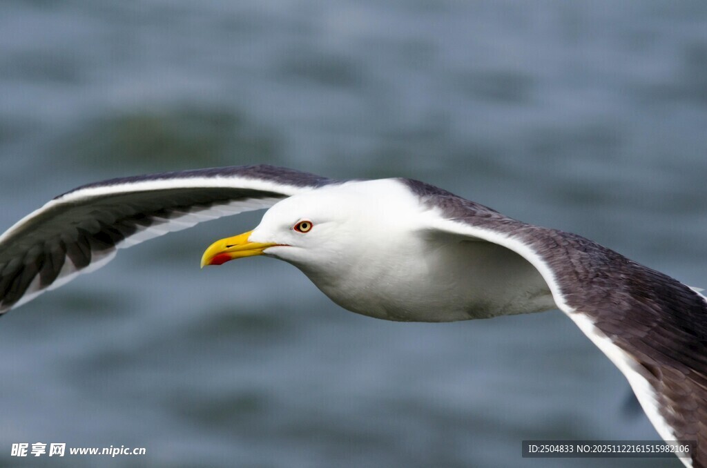 翱翔的海鸥