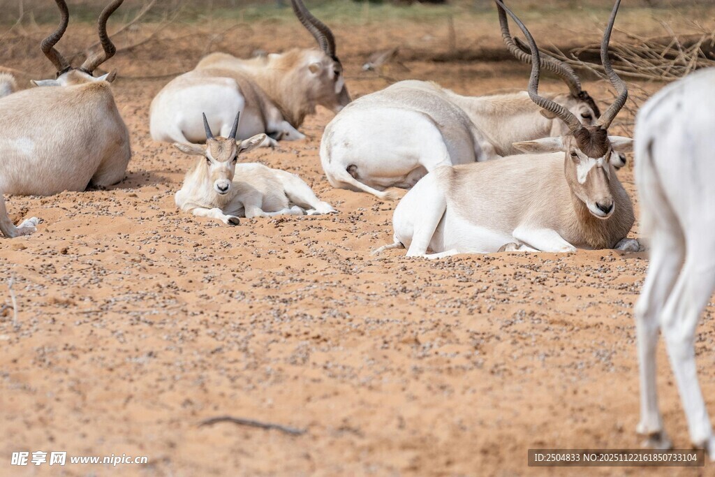 一群羚羊休憩于沙地