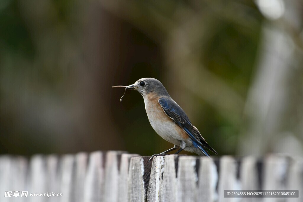 站在木栅栏上的小鸟