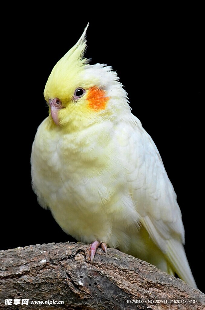 黄化玄凤鹦鹉栖息树枝