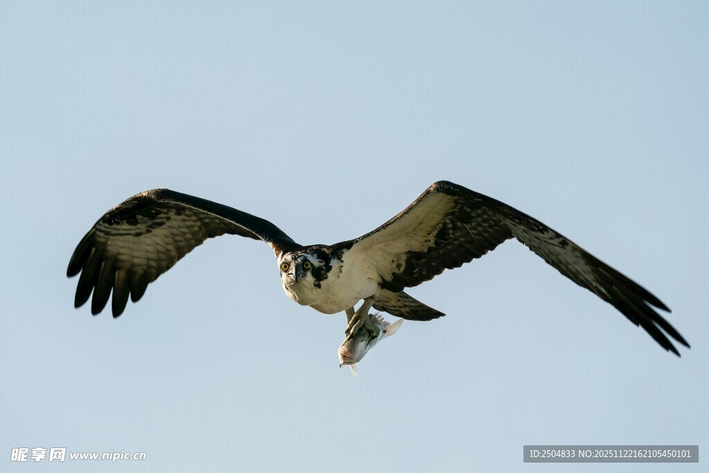 翱翔天际的鱼鹰