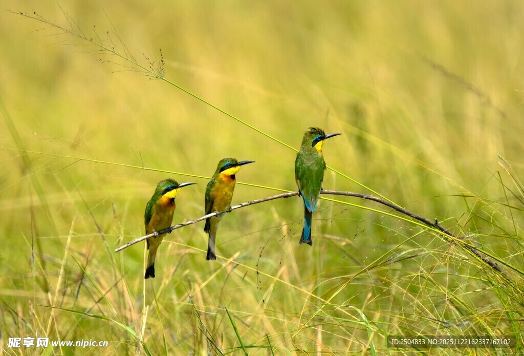 三只彩鸟栖于翠绿草丛