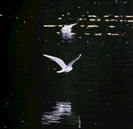 水面上飞翔的白色鸟儿