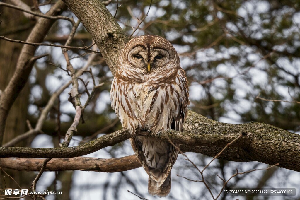 树枝上的猫头鹰
