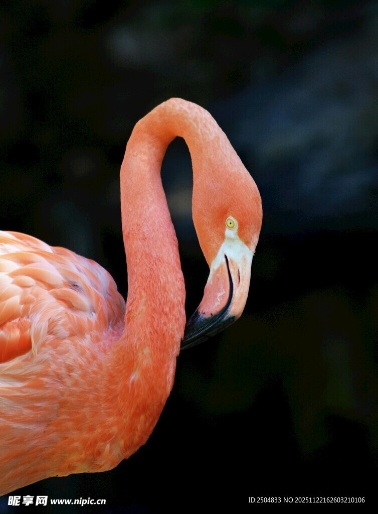 优雅火烈鸟特写