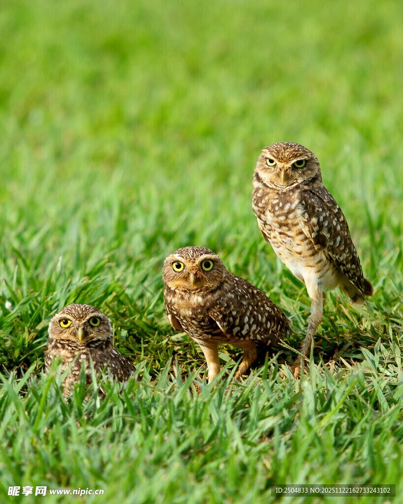 草地上的三只可爱小鸟
